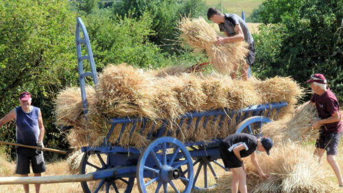 st jean de touslas moisson 2 (© le progres)