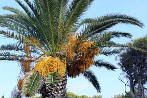 2025 jp r kirsch anne jean angemuller(5)