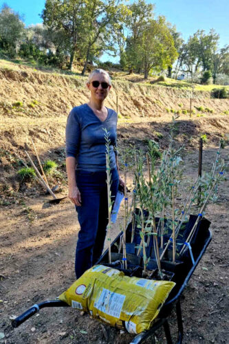 2025 couturier planteurs d'oliviers 3