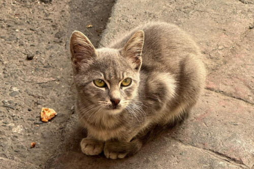 2025 julien istanbul chats fauve