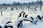 2026 janvier vieilles vignes parpin