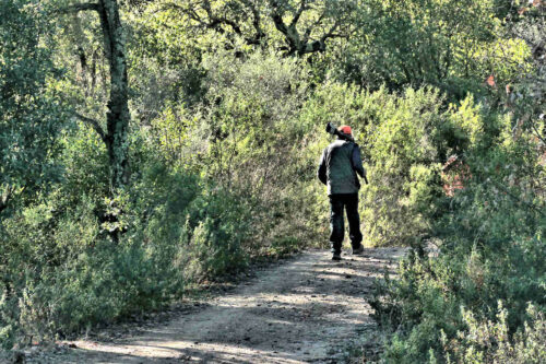 2026 marjoris chasseur de becasse (7)