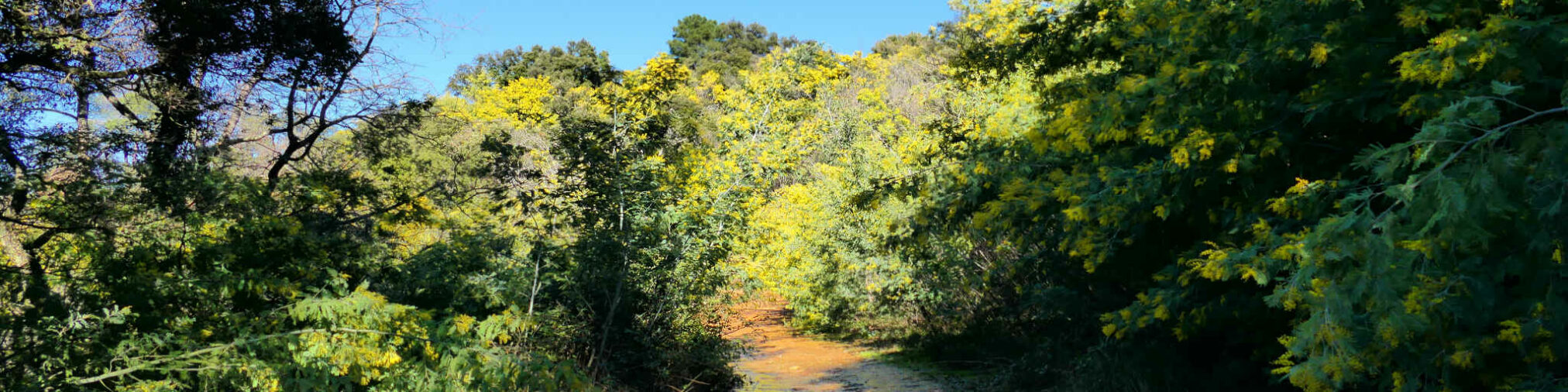 2026 marjoris mimosas (17) bandeau.jpg