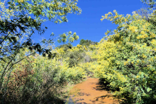 2026 marjoris mimosas (20)