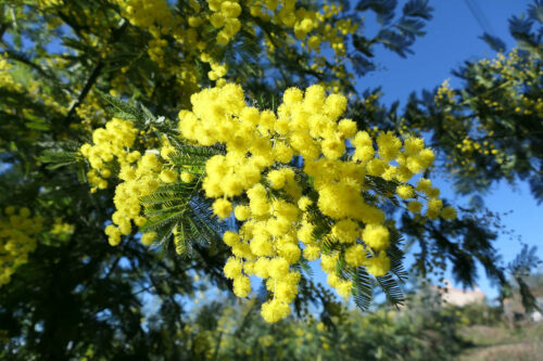 2026 marjoris mimosas (24)