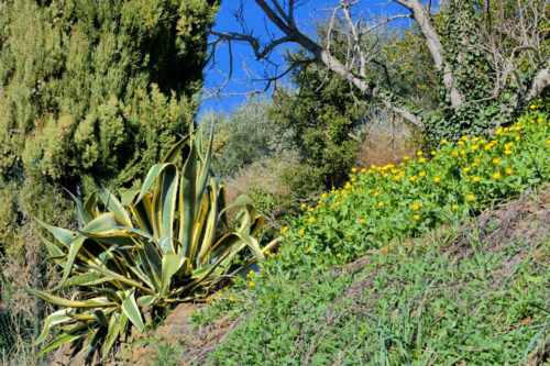 2026 marjoris mimosas (27)