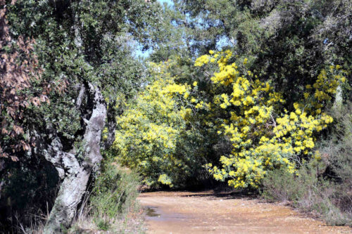 2026 marjoris mimosas (9)