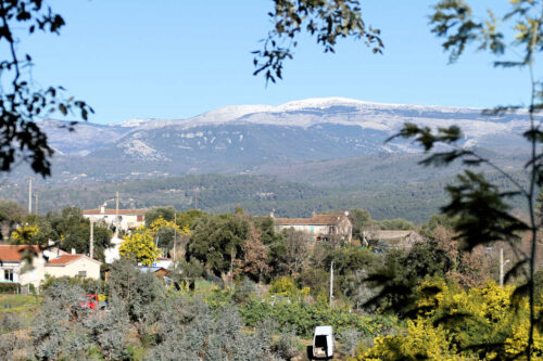 2026 marjoris ramassage d'eucalyptus (5)