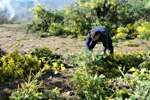 2026 marjoris ramassage du minosa (22)