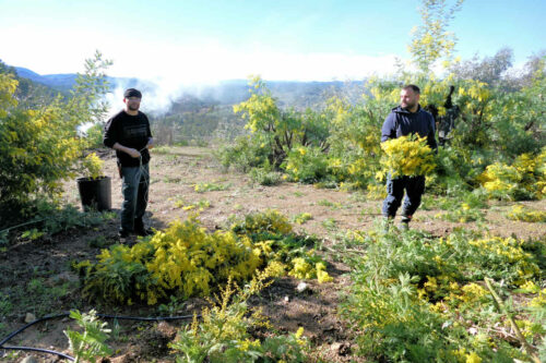 2026 marjoris ramassage du minosa (23)