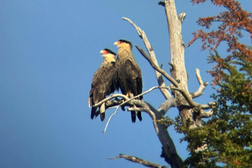 2026 02fev 26 julien vrai debut du treck aigles chili