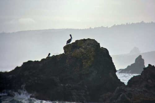 2026 03mars 11 julien chili Îles aux pingouins 2