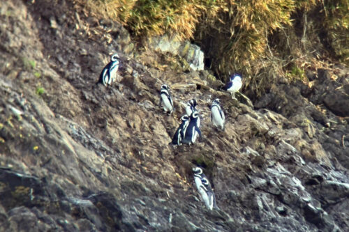 2026 03mars 11 julien chili Îles aux pingouins 3