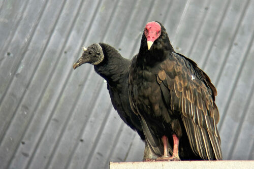 2026 03mars 11 julien chili Îles aux pingouins (urubus)