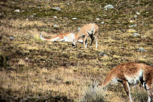 2026 03mars 4 julien rando chili lagunas altas 3