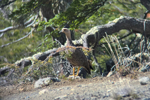 2026 03mars 4 julien rando chili lagunas altas 6