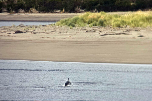 2026 03mars 7 julien chili 30 h de ferry, dauphin de peale)