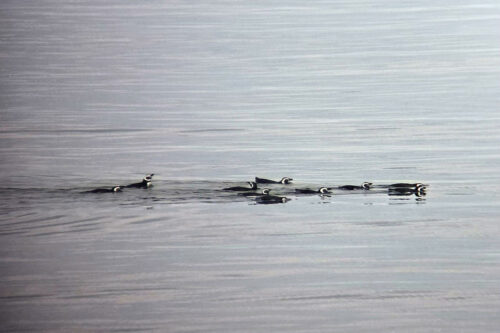 2026 03mars 7 julien chili 30 h de ferry (manchots de magelan)