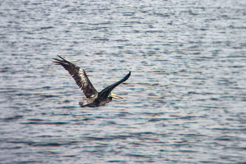2026 03mars 7 julien chili 30 h de ferry, pélican thage)