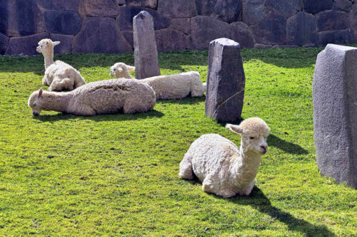 2026 03mars julien perou cuzco et pisac vers machu pichu vallée sacrée 6