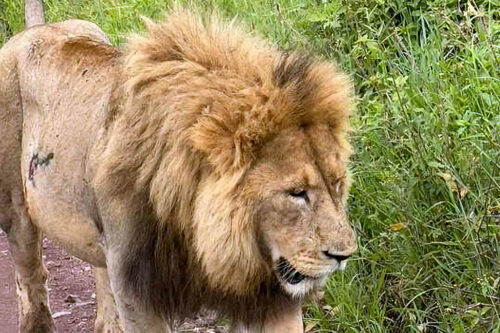 2026 odile lion (detail)