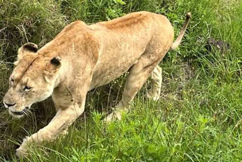 2026 odile lionne.jpg