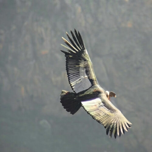 2026 julien trek 2 j dans le canyon de colca (7) el condor passa
