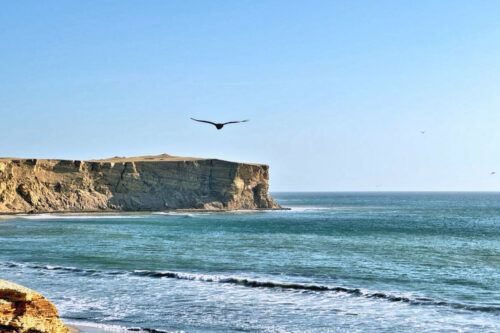 2026 julien avril réserve naturelle de paracas 11