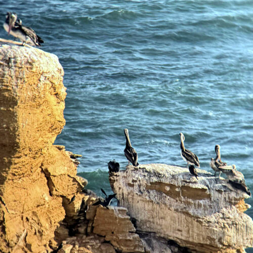 2026 julien avril réserve naturelle de paracas 12
