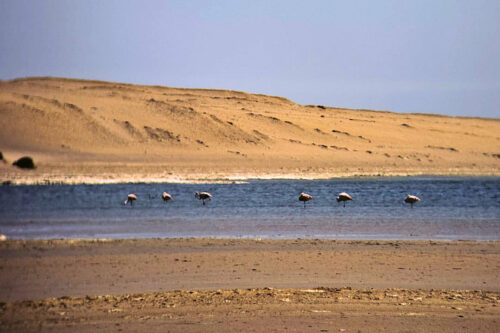 2026 julien avril réserve naturelle de paracas 5