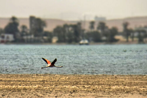 2026 julien avril réserve naturelle de paracas 6 (3x2)