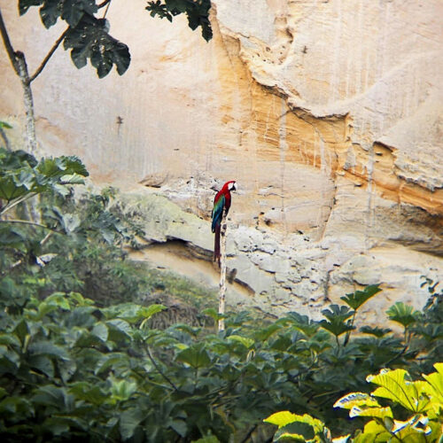 2026 julien bolivie 3j d’itinérance dans la jungle 16 (1x1)