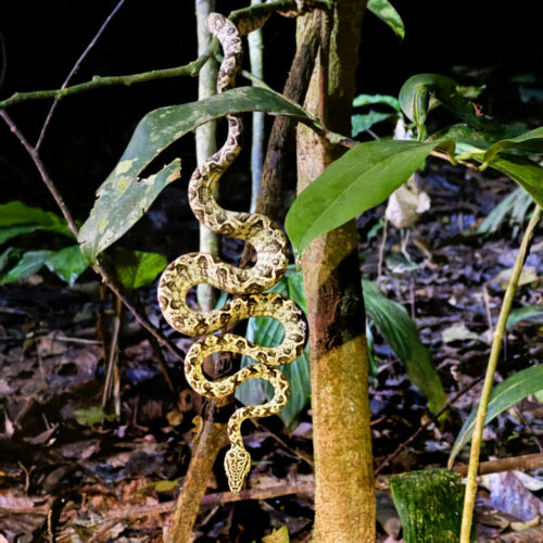 2026 julien bolivie 3j d’itinérance dans la jungle 8 serpent (1x1)