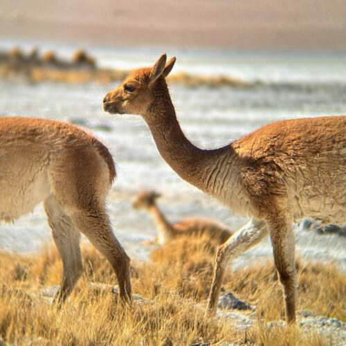 2026 julien bolivie sud en 4x4 12