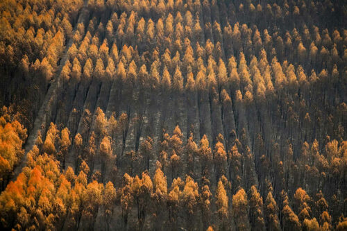 2026 foret des landes ravagée par les flammes au porge, gironde, 31 juillet (© sarah meyssonnier reuters)