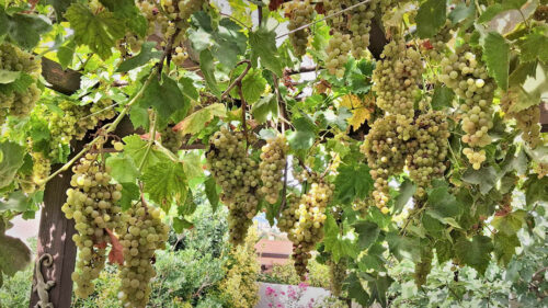 2026 mornant raisins du patio
