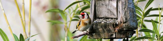2024 chardonneret elegant mornant oiseau (12) bandeau