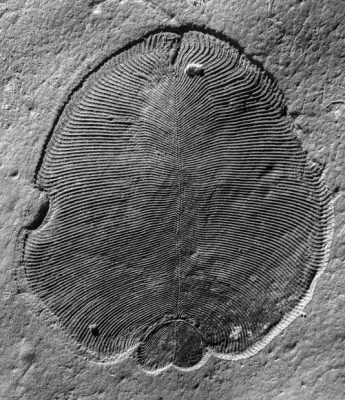 us science animal australia russia us science animal australia russia