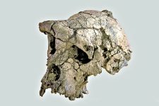 toumai (nature 2002 avec accord de l'auteur)