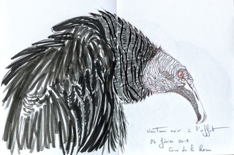 Urubu par Marie-Christine à Caleta de Campos