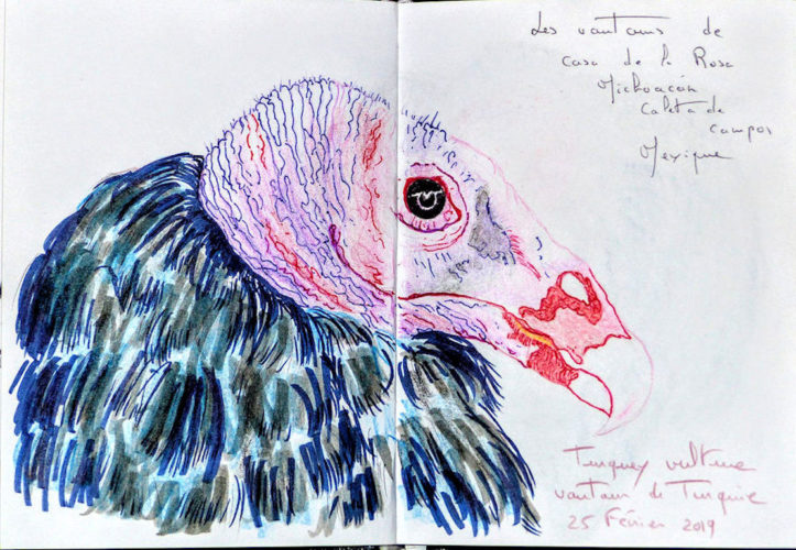 Urubu par Marie-Christine à Caleta de Campos