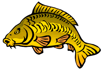 carpe transp 600 web