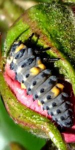 larve de coccinelle coccinelle larve