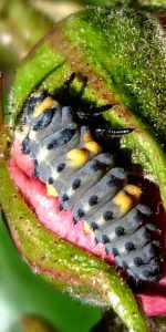 coccinelle larve