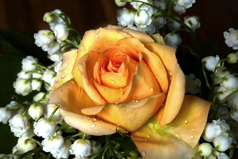 mornant rose de mai
